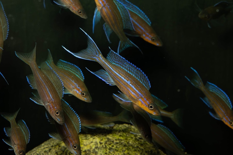 Paracyprichromis nigripinnis 'Kantalamba'